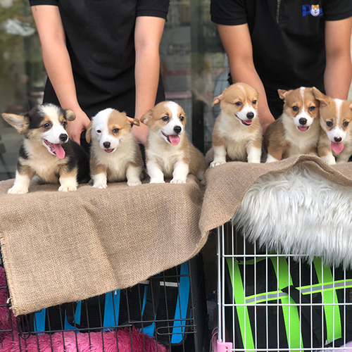 Đàn chó Corgi thuần chủng đáng yêu, ngồi trên bàn phủ vải tại Chomeocanh.com.