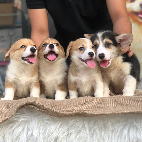 Đàn chó Corgi đáng yêu, khỏe mạnh tại Chomeocanh.com.