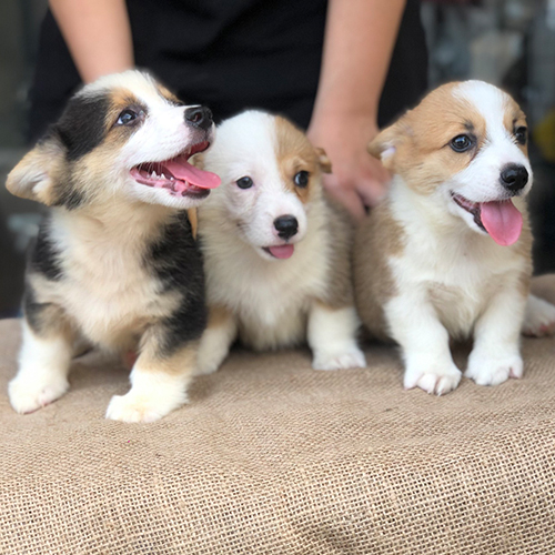 Ba chú chó Corgi dễ thương, ngộ nghĩnh tại Chomeocanh.com.