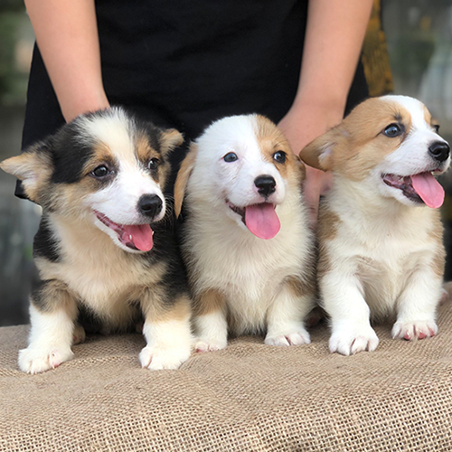 Ba chú chó Corgi với màu lông khác nhau tại Chomeocanh.com.