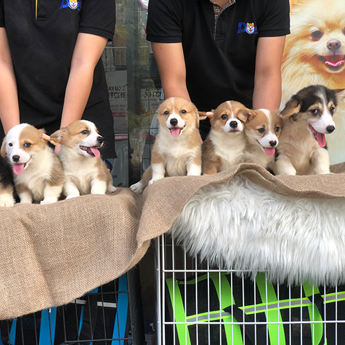 Đàn chó Corgi thuần chủng khỏe mạnh tại Chomeocanh.com