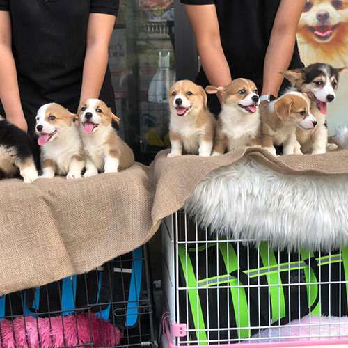 Đàn chó Corgi con siêu dễ thương được trưng bày tại cửa hàng thú cưng Chomeocanh.com