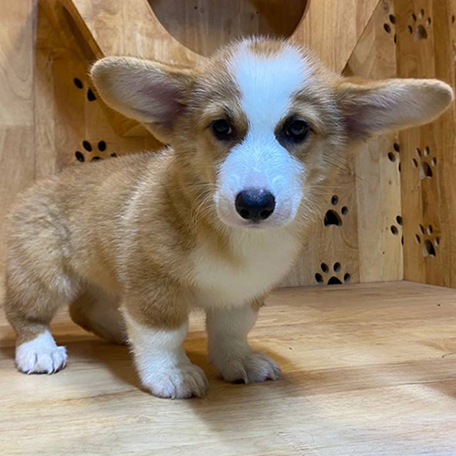 Corgi con đứng trong nhà gỗ chuẩn bị được huấn luyện vệ sinh