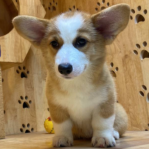 Chó Corgi thuần chủng tại MeowGo Pets – dịch vụ nhập khẩu uy tín