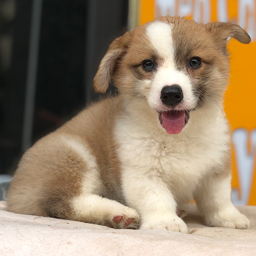 Chó Corgi tai cụp dễ thương đang ngồi trên thảm.
