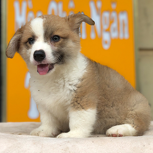 Chó Corgi ngáo Pembroke thuần chủng với thân dài, chân ngắn đặc trưng.