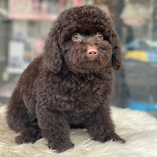 Chó Poodle con lông nâu chocolate thuần khiết đáng yêu.