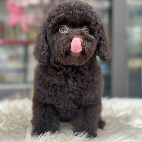 Chó Poodle màu socola đáng yêu, lưỡi hồng dễ thương.