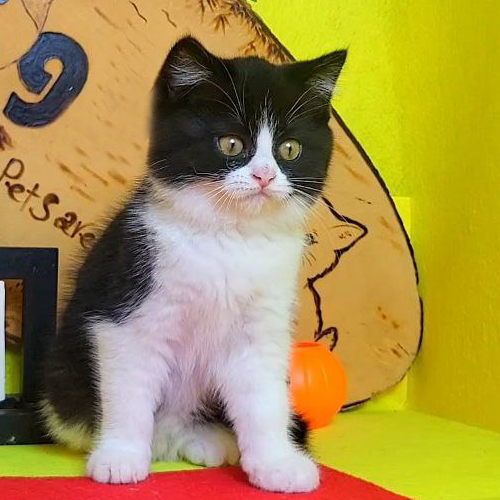Mèo Anh lông ngắn Tuxedo đen trắng với đôi mắt tròn đáng yêu.