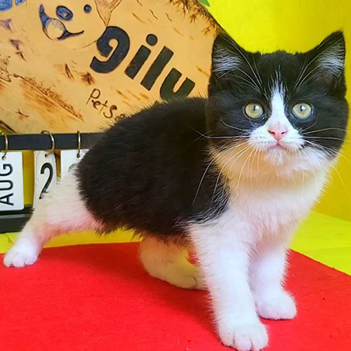 Mèo lông ngắn châu Âu màu tuxedo đáng yêu.