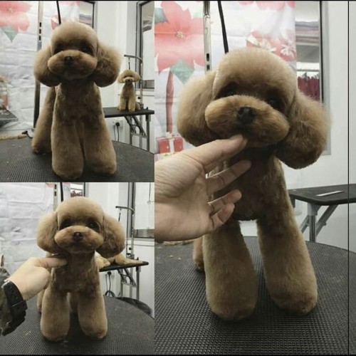 Chó Poodle được cắt tỉa lông gọn gàng với kiểu dáng đáng yêu.