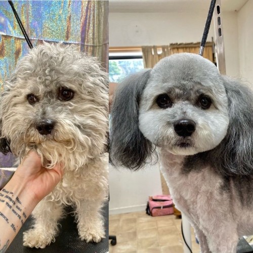 Hình ảnh trước và sau khi cắt tỉa lông của một chú chó Poodle tại nhà.