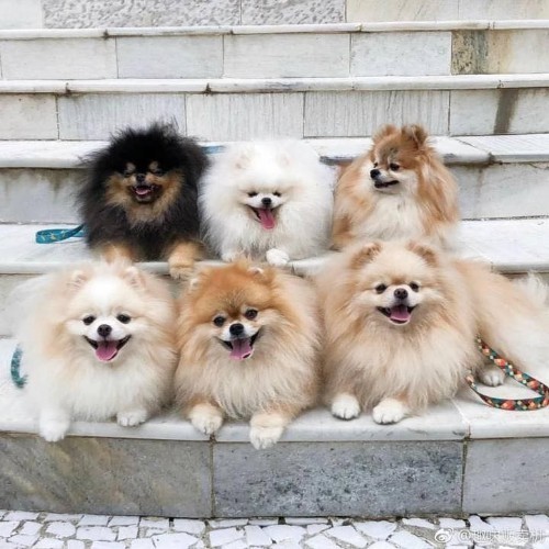 Sáu chú chó Phốc Sóc trưởng thành đáng yêu, lông dài mượt, nhiều màu sắc.