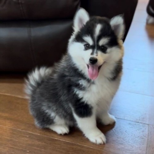 Chó Pomsky con dễ thương với bộ lông trắng đen, ngồi trên sàn gỗ, thè lưỡi nghịch ngợm.