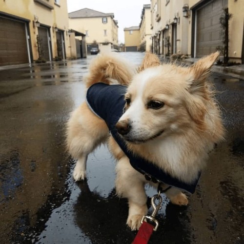 Chó Corgi lai Phốc Sóc mặc áo xanh đi dạo trong con hẻm.