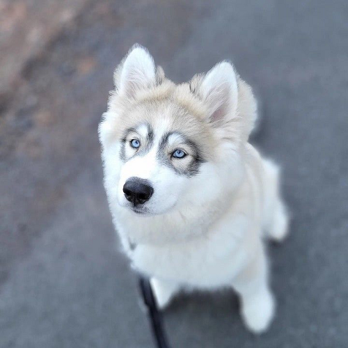 Chú chó Alaska Malamute lai Husky đang nhìn lên với đôi mắt xanh biếc.
