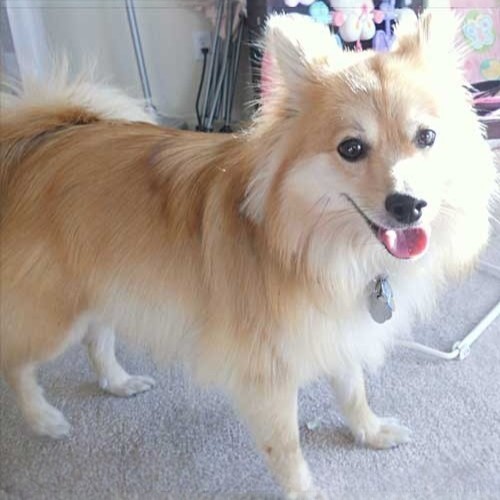 Chó Corgi lai Phốc Sóc lông vàng đáng yêu đứng trong nhà.