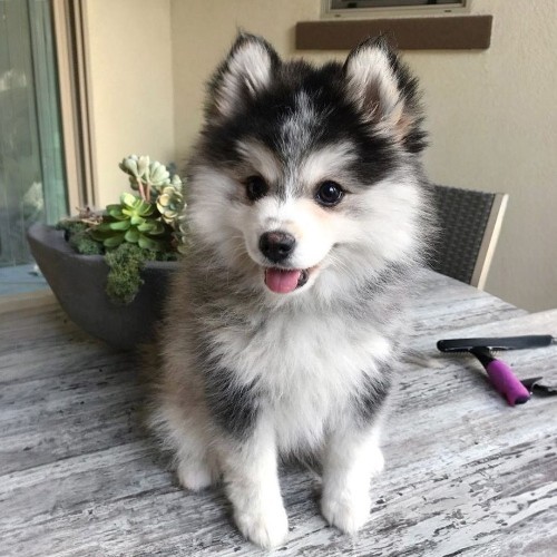 Chó Pomsky con với bộ lông trắng xám mượt mà, ngồi trên bàn gỗ, nhìn đáng yêu.