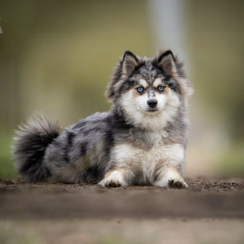 Chó Pomsky với bộ lông xám đốm đen, đôi mắt xanh nổi bật, nằm thư giãn trên mặt đất.