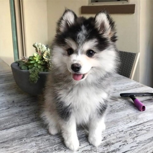 Chó Husky lai Phốc Sóc (Pomsky) nhỏ nhắn, lông xù màu xám trắng, ngồi trên bàn.