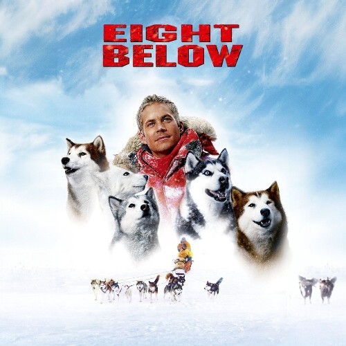 Poster phim "Eight Below" với hình ảnh Paul Walker và đàn chó Husky trong khung cảnh tuyết trắng.