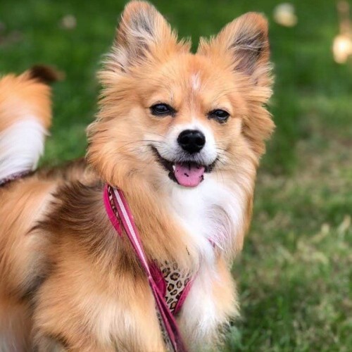 Chó Corgi lai Phốc Sóc lông xù, tai dựng, cười rạng rỡ trên nền cỏ.