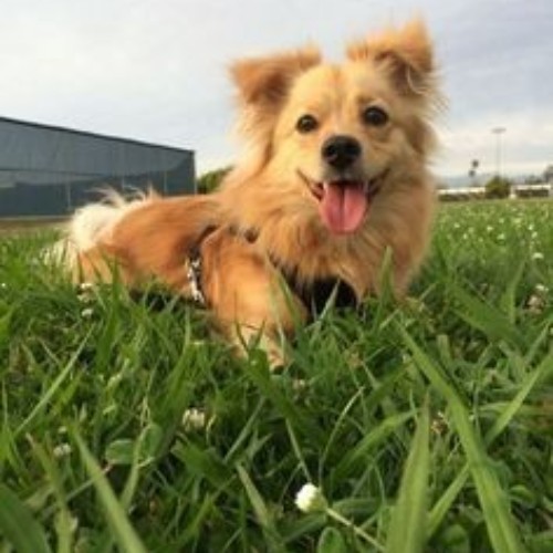 Chó Corgi lai Phốc Sóc lông nâu nằm trên bãi cỏ xanh tươi, cười rạng rỡ.