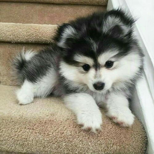 Chú chó Pomsky con với bộ lông hai màu đen trắng dày mượt, nằm trên cầu thang.
