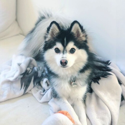 Chó Pomsky đáng yêu nằm trên chăn trắng với lông đen trắng tương phản.