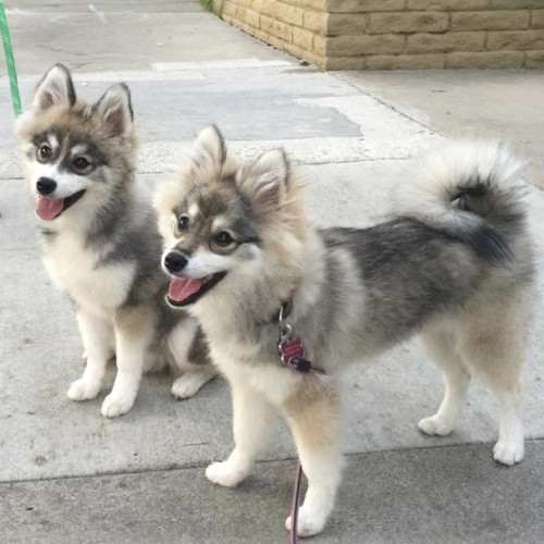 Hai chú chó Husky lai Phốc Sóc (Pomsky) lông xám trắng, cười tươi trên đường phố.