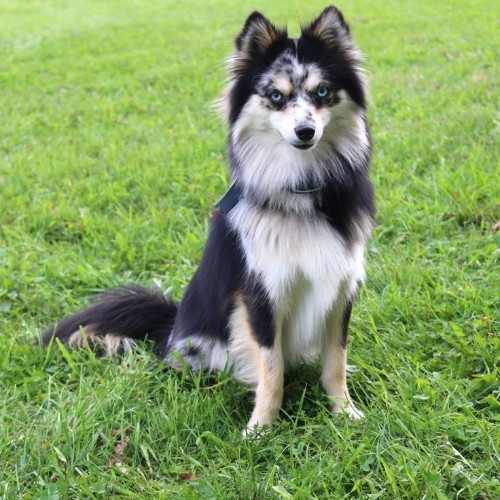 Chó Husky lai Phốc Sóc (Pomsky) lông đen trắng ngồi trên bãi cỏ.