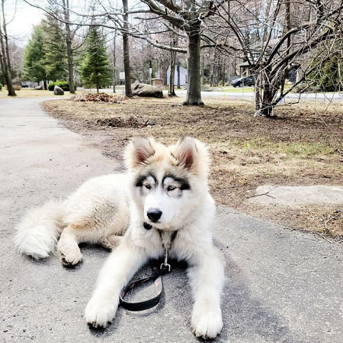 Chú chó Alaska lai Husky ngồi thư giãn trên đường.