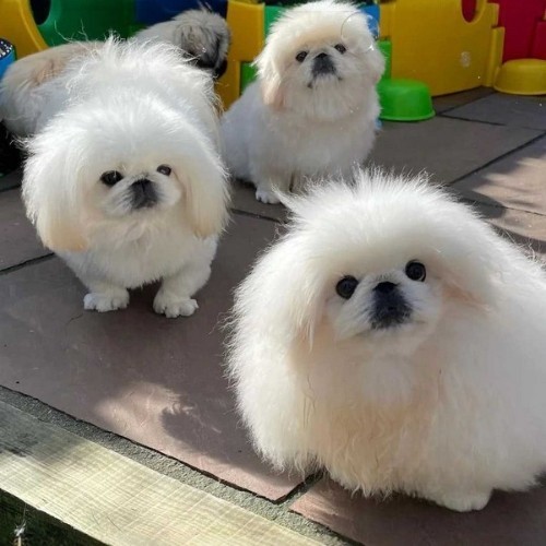 Ba chú chó Pom lai Bắc Kinh lông trắng xù dễ thương.