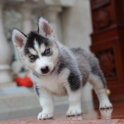 Chó Husky con mắt xanh, lông xám trắng, dáng đứng hiếu động và đáng yêu.
