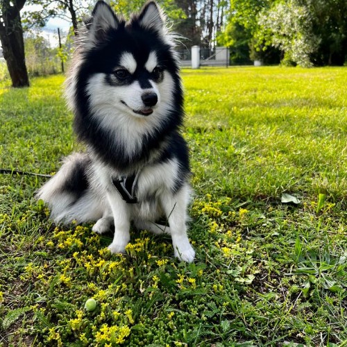 Chó Husky lai Phốc Sóc (Pomsky) lông đen trắng, ngồi trên bãi cỏ xanh.