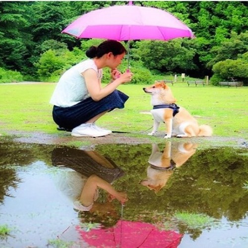 Chó Shiba Daifuku cùng cô chủ Goto dưới ô hồng.