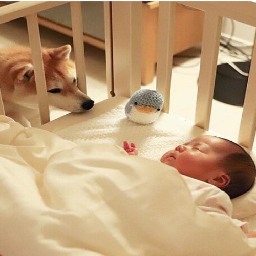Chó Shiba Daifuku nhìn em bé ngủ trong cũi.
