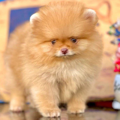 Chó Phốc Sóc lông xù màu vàng cam với ngoại hình nhỏ nhắn và dễ thương.