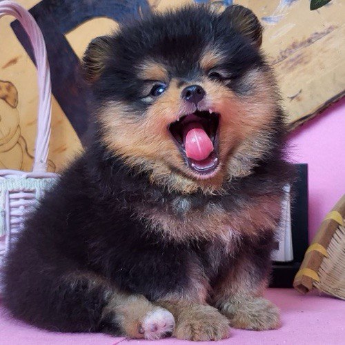 Chó Phốc Sóc mini cute với lông xù màu đen và vàng đang ngáp, biểu cảm đáng yêu.