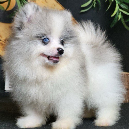 Chó Pomeranian trắng xám với mắt xanh, bộ lông dày và mềm mượt.