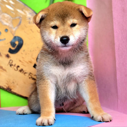 Chó Shiba Inu mặt cười trung thành, vui vẻ, lanh lợi và đáng yêu