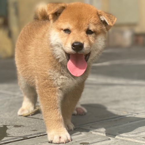 Chó Shiba Inu màu đỏ thuần chủng dễ thương