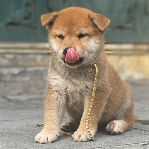 Shiba Inu con liếm mũi dễ thương