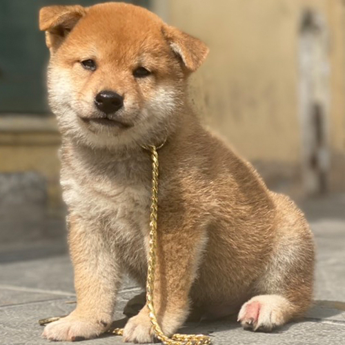 Chó Shiba Inu màu đỏ ngồi ngoài trời