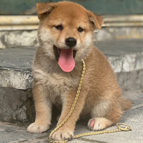 Chó Shiba Inu thuần chủng ngồi trên bậc thềm với dây xích vàng