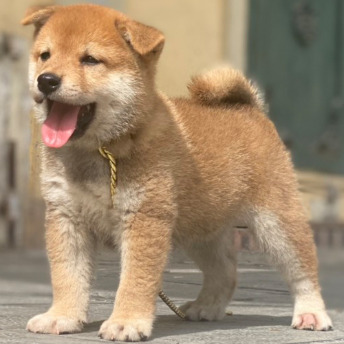Chó Shiba Inu con màu đỏ đặc trưng Nhật Bản đứng trên nền gạch