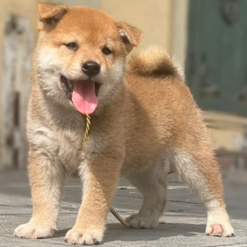 : Chó Shiba Inu thuần chủng cười tươi ngoài trời