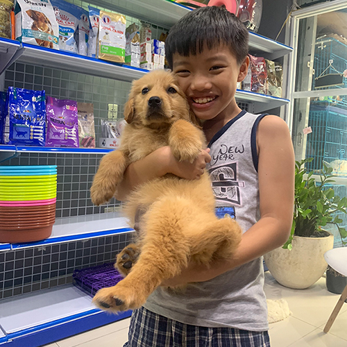 Bé trai bế chó Golden Retriever con trong cửa hàng thú cưng