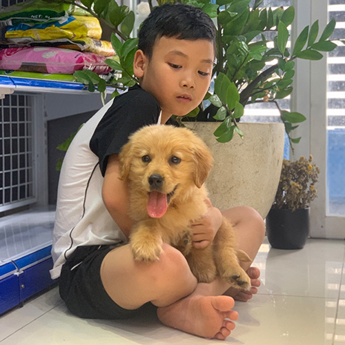 Bé trai đang ôm chó Golden Retriever con trong cửa hàng thú cưng