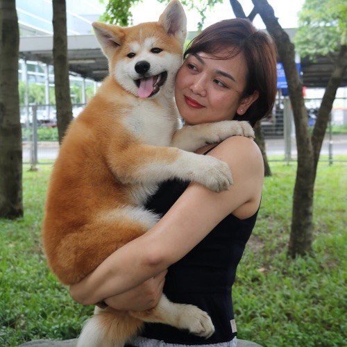 Chú chó Akita đáng yêu được chủ nhân bế trong vòng tay.